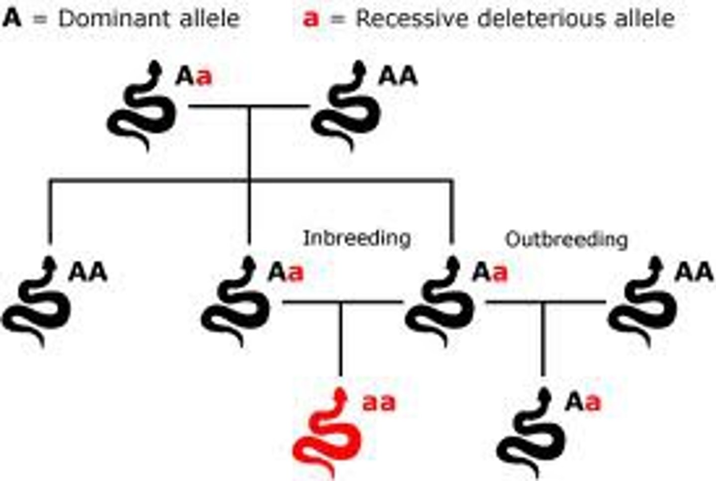 <p>Inbreeding is breeding between closely related individuals. It is commonly used in selective breeding (or artificial selection) and increases the chance of favourable alleles coming together, resulting in favourable phenotypes. In naturally occurring small populations such as founder populations, inbreeding may have significant effects on the gene pool and genetic diversity of the population, which may be compounded by genetic drift.</p>