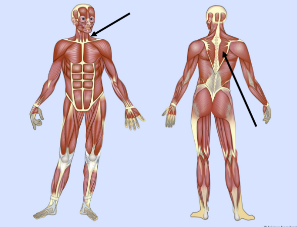 <p>What major muscle is this?</p>