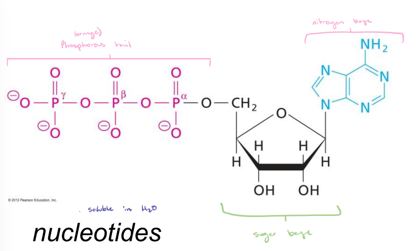 <ul><li><p>Soluble in H<sub>2</sub>O. </p></li><li><p>Phosphorous tail and nitrogen base attached to a sugar base. </p></li></ul><p></p>