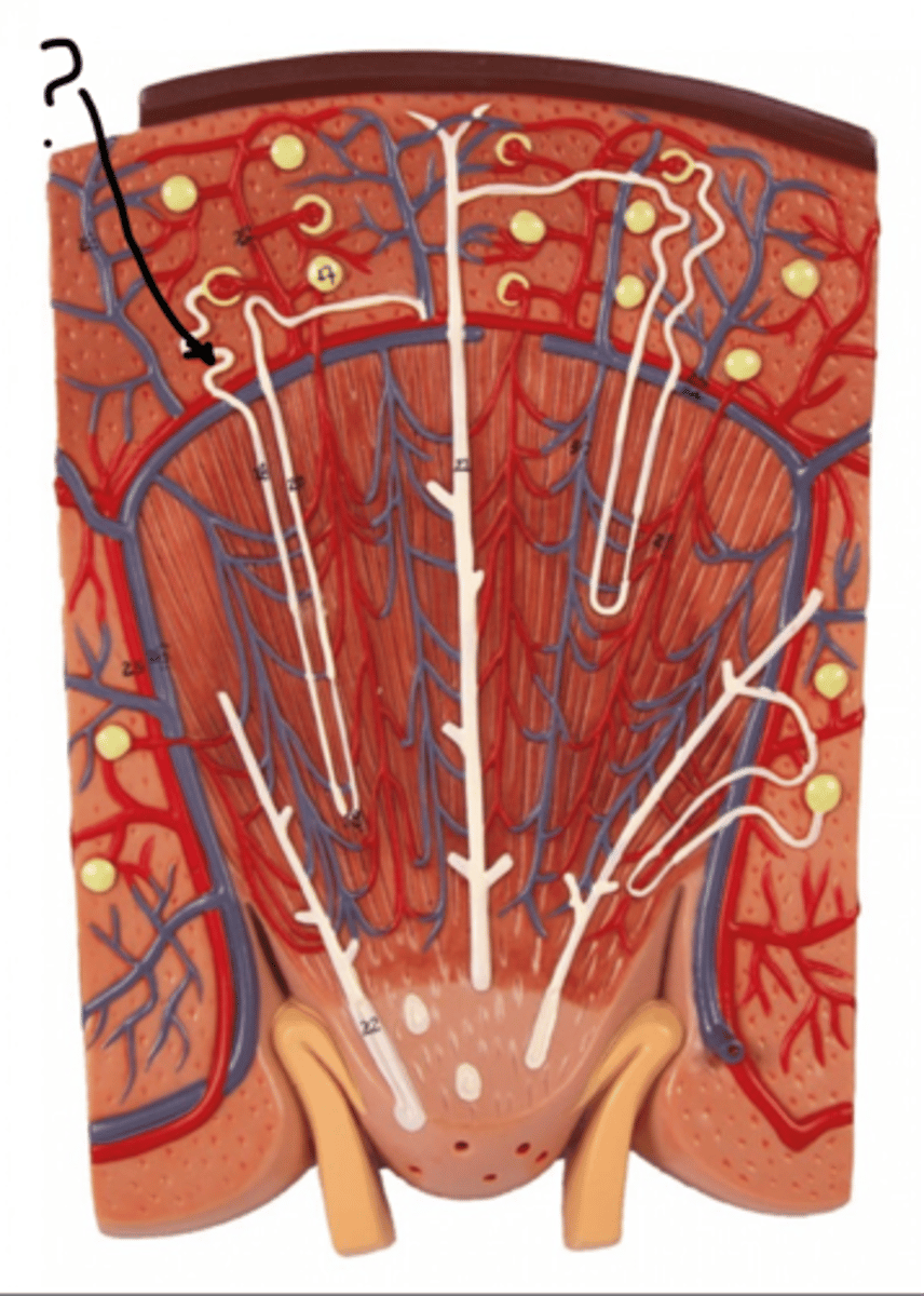 <p>Name this segment</p>