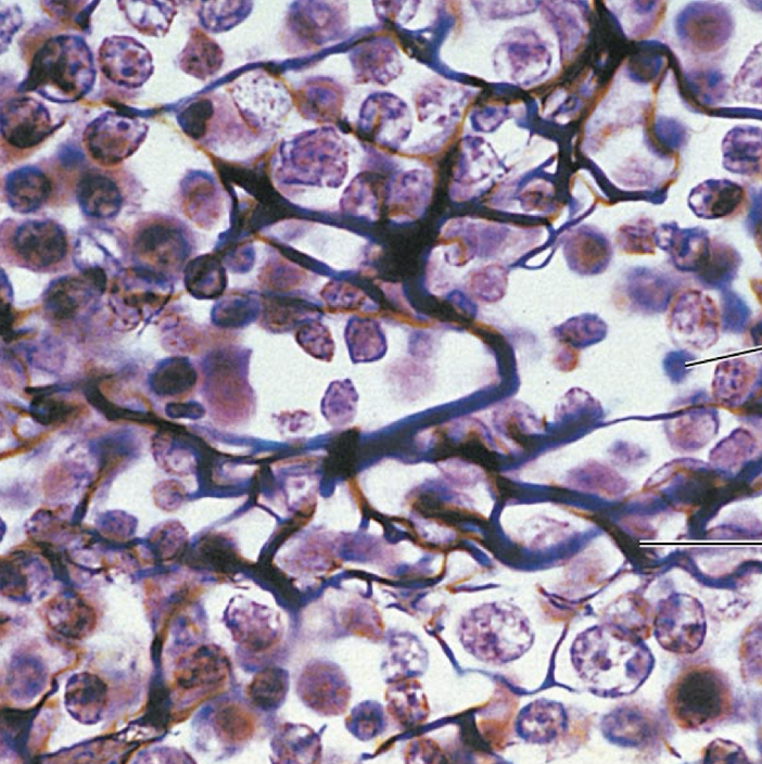 <ol><li><p><strong>Name the tissue type</strong></p></li><li><p><strong>Don’t have to know the cell type!</strong></p></li><li><p><strong>Know where it is found in the body</strong></p></li><li><p><strong>Know its structure</strong></p></li></ol><p></p>