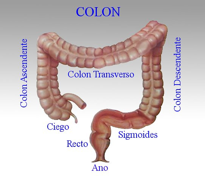 <p>colo (root)</p>