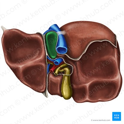 <p>A small lobe of the liver located posteriorly on the visceral surface, near the inferior vena cava and the fissure for the ligamentum venosum.</p>
