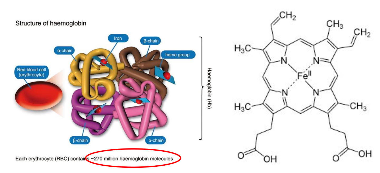 <ul><li><p>Groups of proteins with a quaternary structure found in different organisms and transports oxygen.</p></li><li><p>Has four polypeptide chains which each contain a heme group and iron where the oxygen binds to.</p></li></ul>