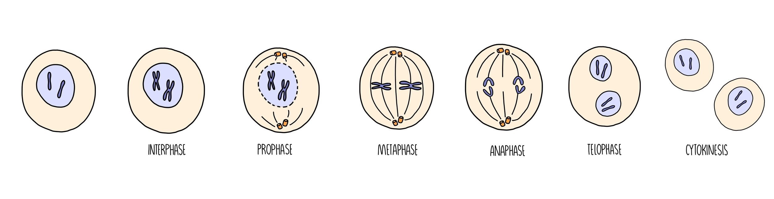 <p>From Greek, means “thread”. Asexual reproduction (1 parent cell). “Copy paste, cloning cells, purpose”. <u>Nuclear division</u> characterized by chromosome replication and formation of two identical daughter nuclei (2n) using one division: the division of the genetic material (DNA) and nucleus’ contents into two complete and separate sets. Division normally occurs in most body or somatic cells (exceptions include muscle and nerve cells as well as cells in the ovaries and testes). Involves a precise sequence of events (the stages must occur in order). Stages: *PMAT. These cells are used for growth or replacement of dead/damaged cells. Both mitosis and cell division govern the growth, repair, and maintenance of plant and animal tissues. Interphase ends when the cell begins this process of nuclear division. Cytokinesis follows mitosis. </p><p>*not IPMAT as interphase precedes mitosis. </p>