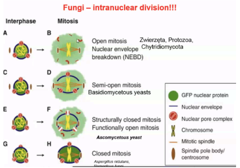 Błona jądrowa nie zanika podczas mitozy - inaczej niż w k. roślinnych i zwierzęcych