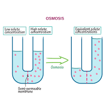 <p>Osmosis(Passive transport)</p>