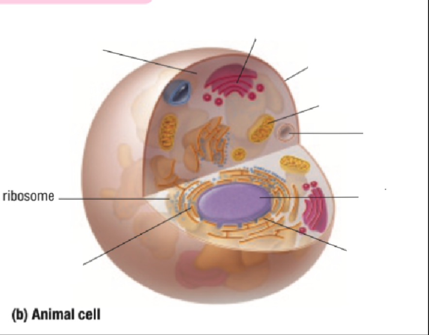 <p>Ribosome</p>