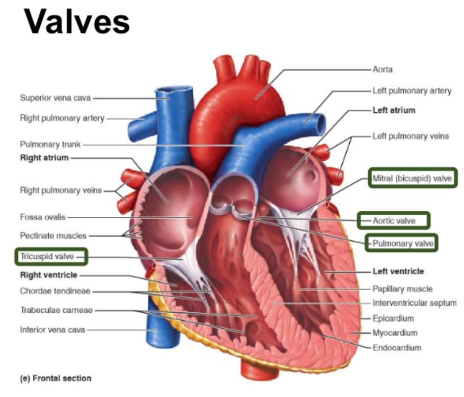 <ul><li><p>prevent blood from flowing backwards by only opening one way</p></li><li><p>Open and close dependent upon pressure e.g mitral opens when pressure higher In atria than ventricles and close when reverse is true</p></li><li><p>“Slam” closed which can be heard with stethoscope “lub dub”</p></li></ul><p></p>