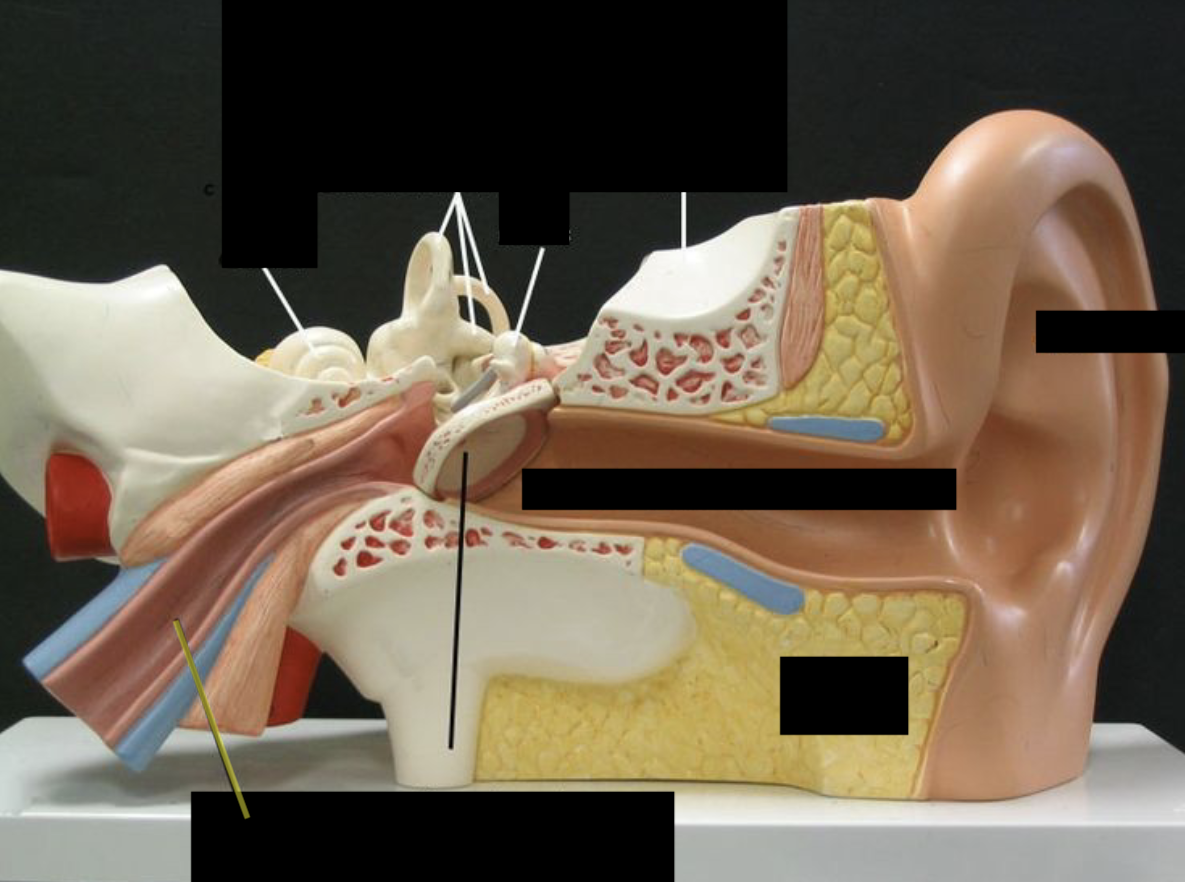 <p>what is this part of the ear?</p>