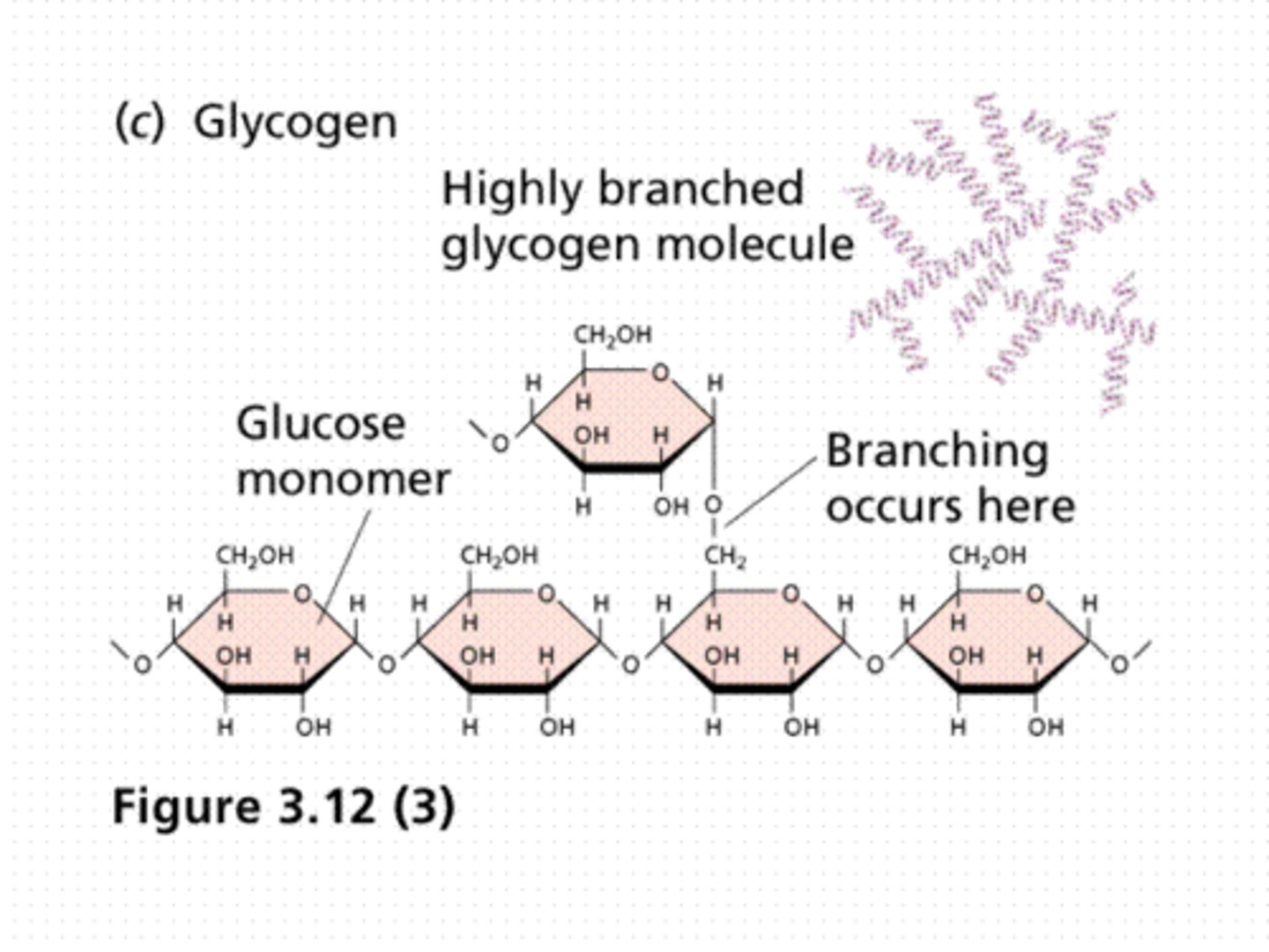 <p>storage molecule for fungi, animals</p>
