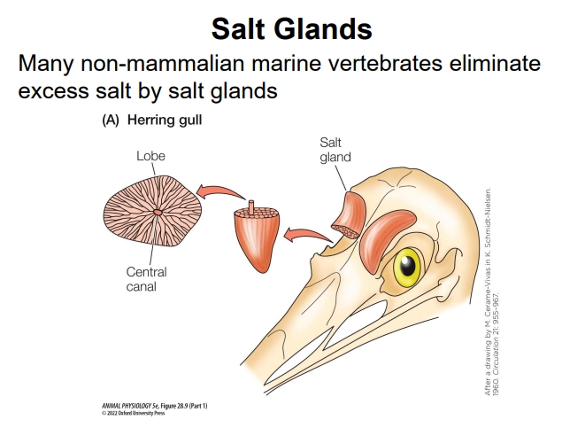 <ul><li><p>Non-mammalian marine vertebrates have specialized organs to eliminate excess salt. These glands are crucial for osmoregulation, actively secreting a highly concentrated salt solution to maintain internal fluid balance despite living in hypertonic environments.</p></li><li><p><strong>Example</strong>: Herring gull</p><ul><li><p>marine bird that drinks seawater and eats salty food (like fish)</p></li></ul></li><li><p><strong>Components</strong>:</p><ul><li><p><strong>Salt Gland</strong>: A lobe structure containing numerous secretory tubules that drain into a central canal.</p></li><li><p><strong>Central Canal</strong>: Facilitates salt secretion, leading to an external pore.</p></li></ul></li></ul><p></p>