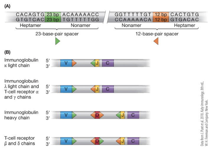 <p>recombination genes in the immune system that recognize heptamer and nonamer sequences with spacers of either 23 or 12 base pairs</p>