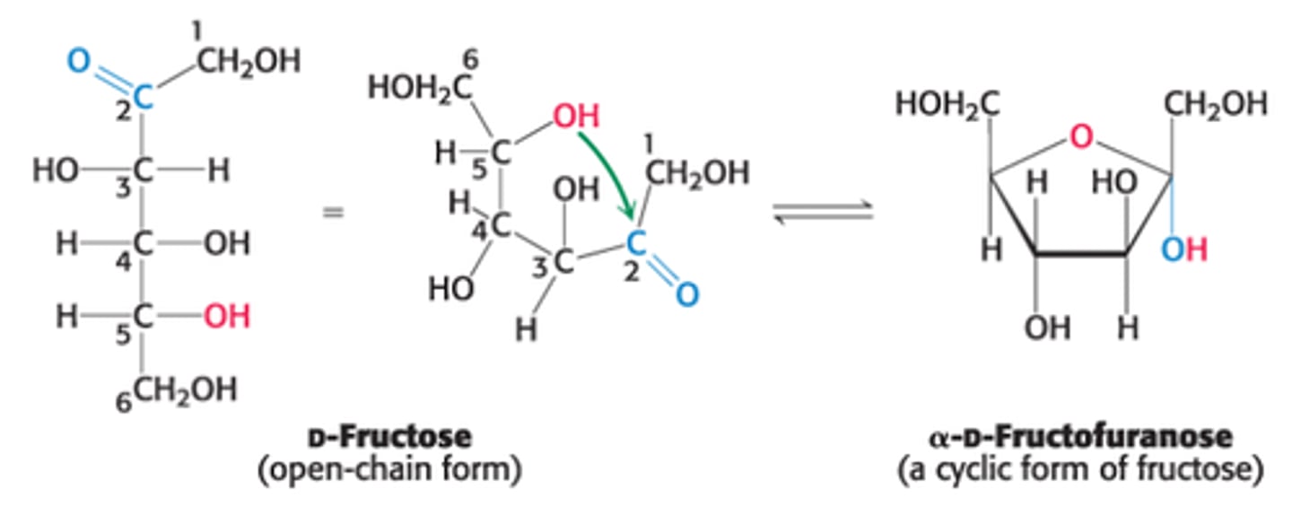 <p>C2 ketone group in open-chain form of a ketohexose such as fructose reacts with either its own C6 OH group (forming a 6 membered cyclic hemiketal) or C5 OH group (forming a 5 membered cyclic hemiketal)</p>