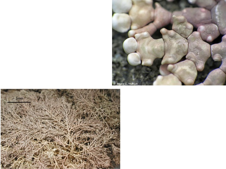 <p>What type of coralline algae is shown?</p><p>Non-articulated</p><p>Rhodolith</p><p>Crustose</p><p>Articulated</p>