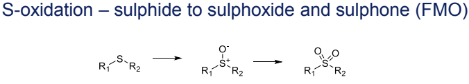 <p>Conversion to sulphoxides and sulphones, catalyzed by FMO (<span>Flavin-containing monooxygenases)</span></p>