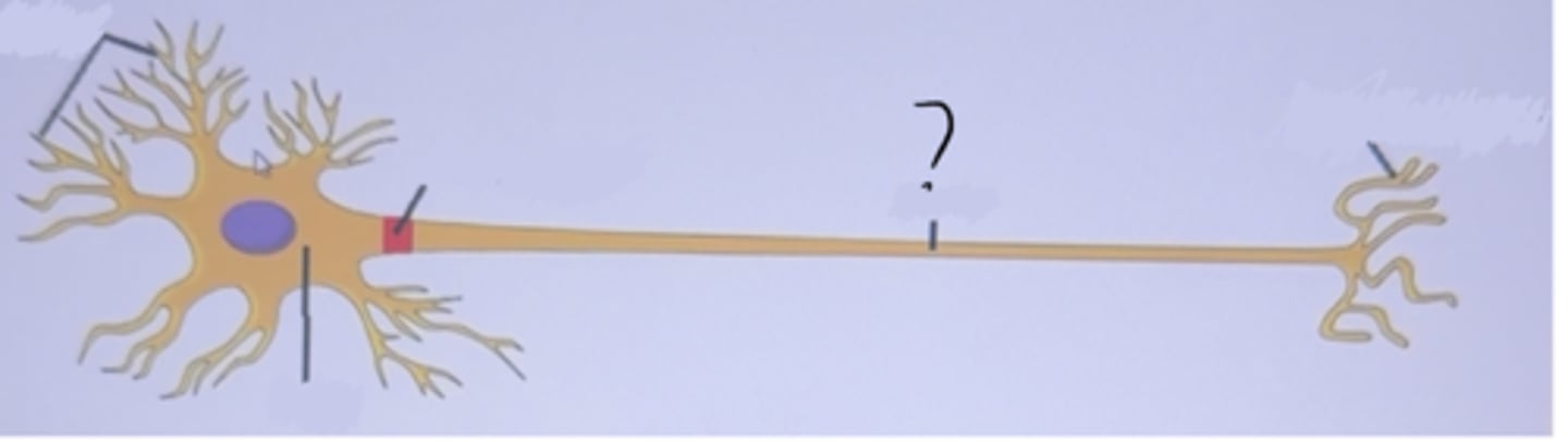 <p>is a long extension of the soma</p>