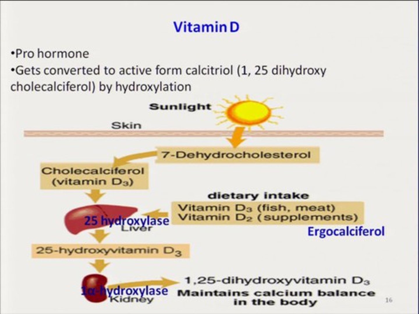 <p>Active vitamin D that regulates calcium levels and gluconeogenesis</p>