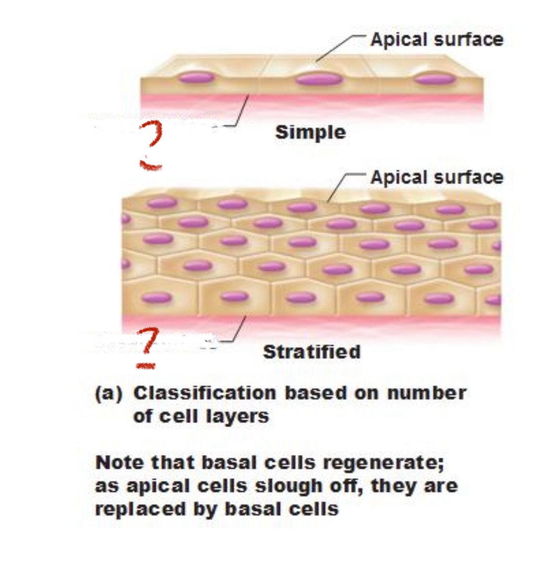 <p>Identify the cell surface layer.</p>