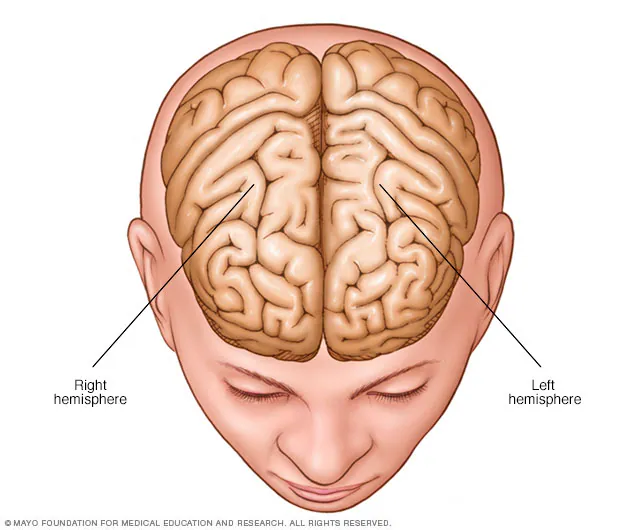 <p><span style="color: red;">the 2 halves of the brain- <strong>left and right</strong>- that control <u>opposite sides of the body and specialize in different functions.</u></span></p>