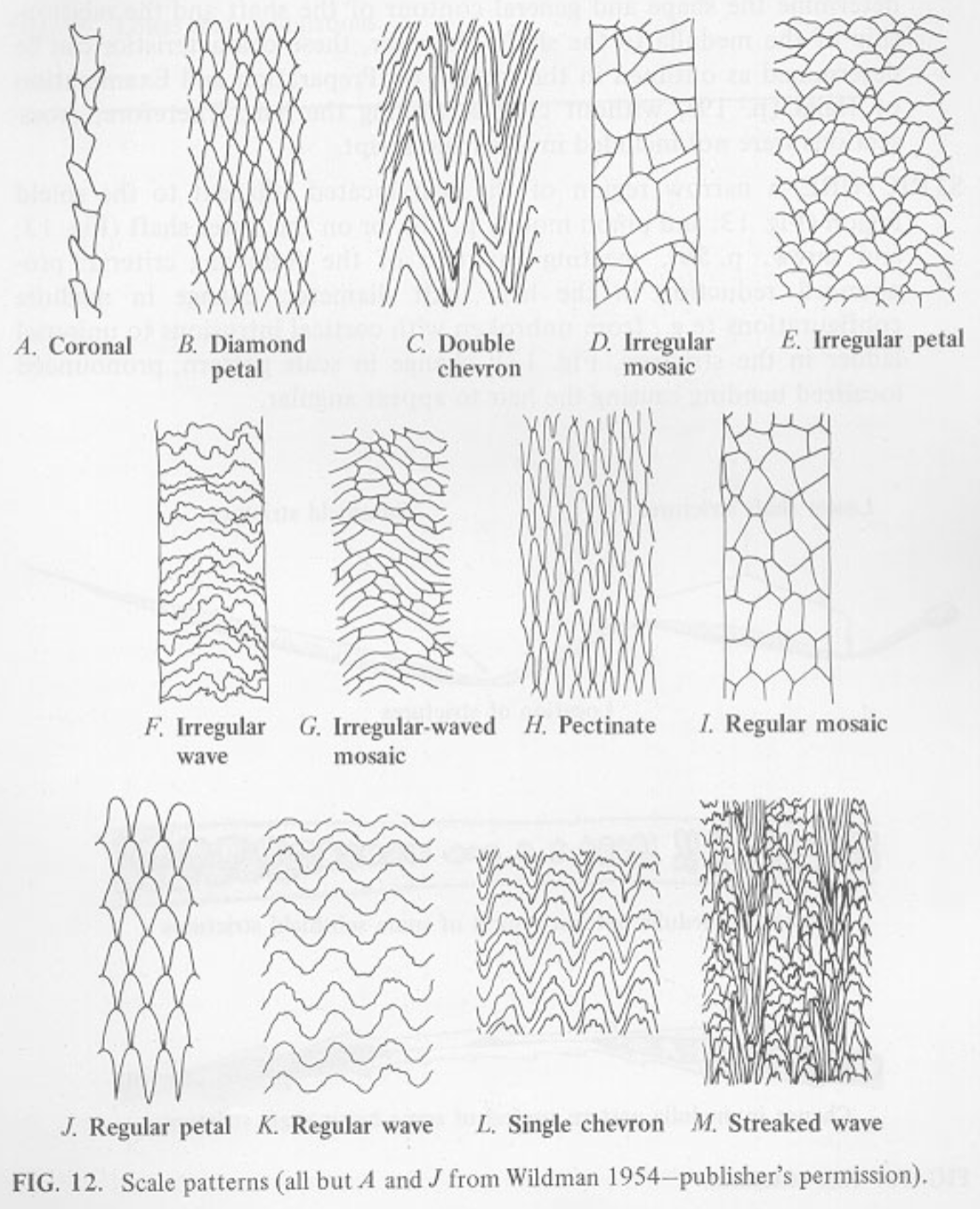 <p>Mosaic</p><p>Petaloid</p><p>Double Chevron</p><p>Irregular wave  </p><p>Imbricate (human hair)</p>