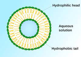 <p>A membrane-bound sac in or outside a cell. </p>