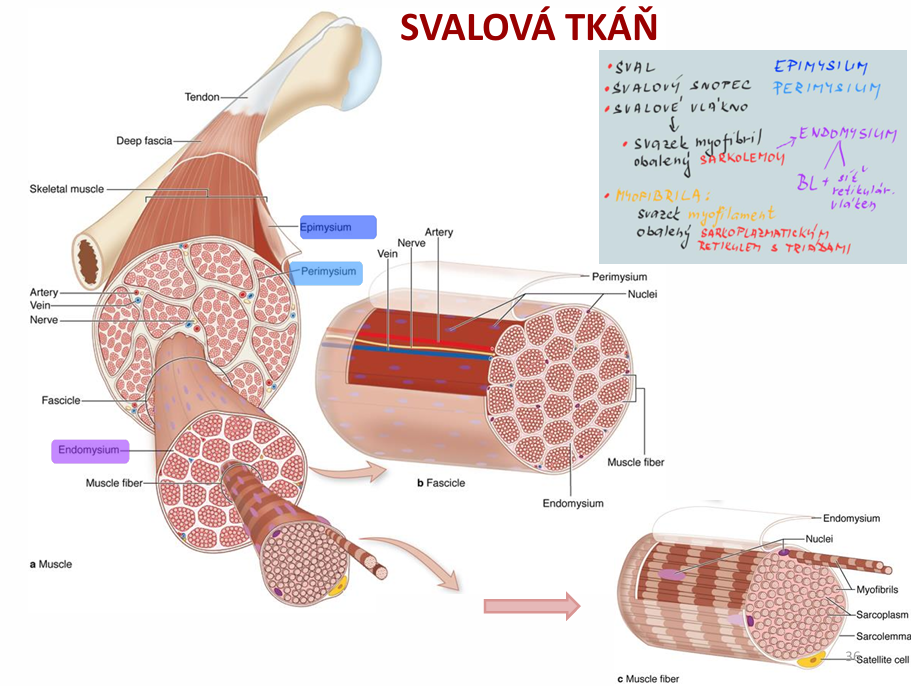 <p>sval - epimysium - perimysium - endomysium - myofibrila</p>