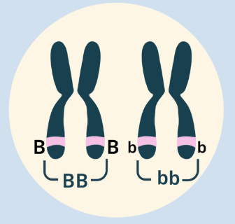 <p>Homozygous Recessive</p>