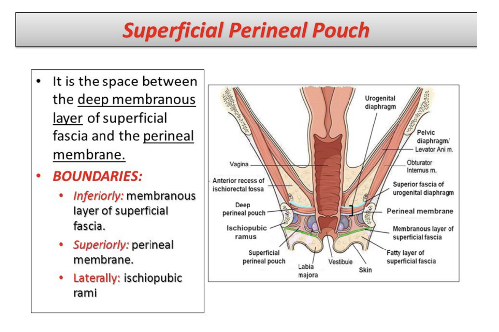 <ul><li><p>Potential space between perineal membrane (superiorly) &amp; the superficial perineal fascia (inferiorly) </p></li><li><p>Contains erectile tissues forming penis or clitoris, and 3 muscles — ischiocavernosus, bulbospongiosus, &amp; superficial transverse perineal muscles</p></li><li><p>Also contain the greater vestibular (Bartholin’s) glands</p></li><li><p>The pouch is bounded posteriorly to the perineal body</p></li></ul>