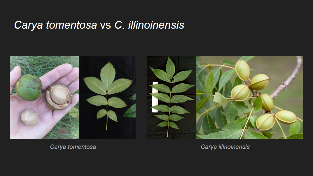 <p>Carya illinoinensis</p><p>Pecan</p>