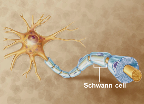 wrap many times around a portion of only one axon - forms myelin sheath