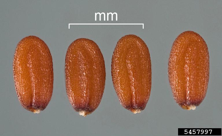 Capsella bursa-pastoris
