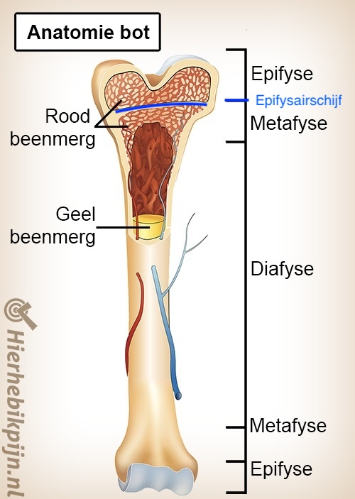 <p>epifyse<br>epifysairschijf, metafyse<br>diafyse</p>