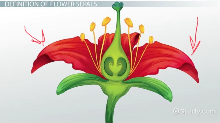 <p>Colors + fragrances to attract pollinators&nbsp;</p>