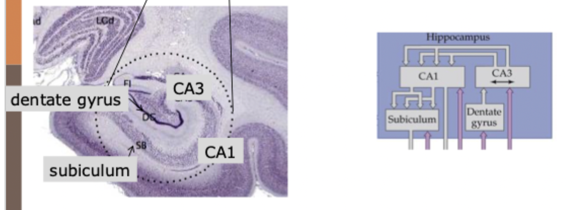 <p>within the hippocampus</p><ul><li><p>inputs via dentate gyrus</p></li><li><p>associations between CA1 and CA3 fields</p></li><li><p>outputs via subiculum</p></li></ul><p></p>