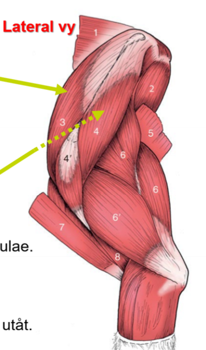 <p>Övre pilen, O, I (+eq), F</p>