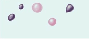 <p>Which bacterial shape:</p><ul><li><p>Is spherical or ball-shaped</p></li></ul><p></p>