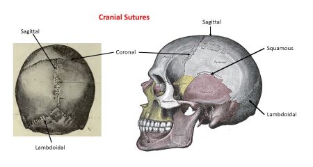 <p>Immovable joints found between cranial plates (bones).</p>