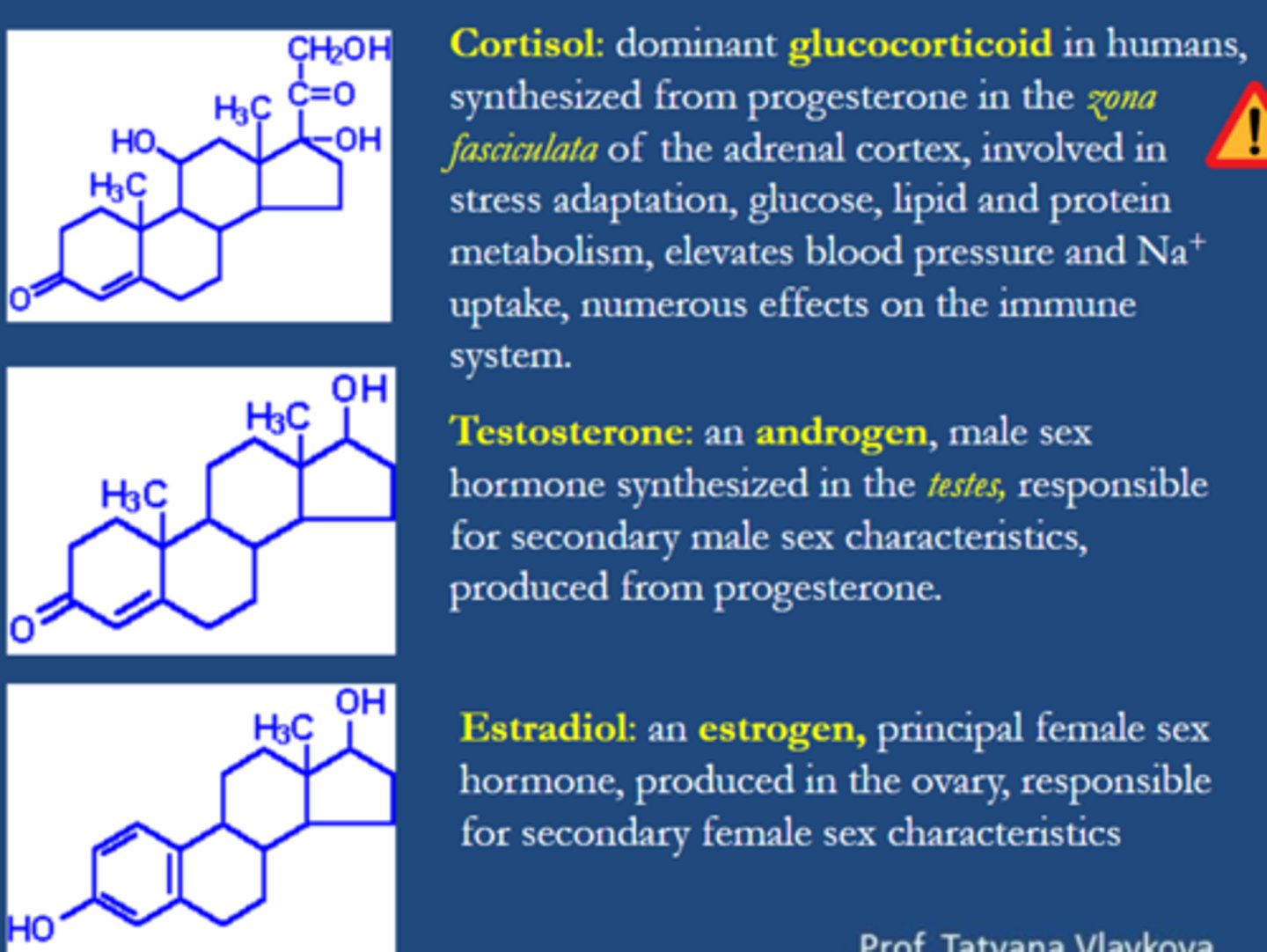 <p>cortisol is the dominant glucocorticoid in humans, synthesised from progesterone in the zona fasciculata of the adrenal cortex.</p>