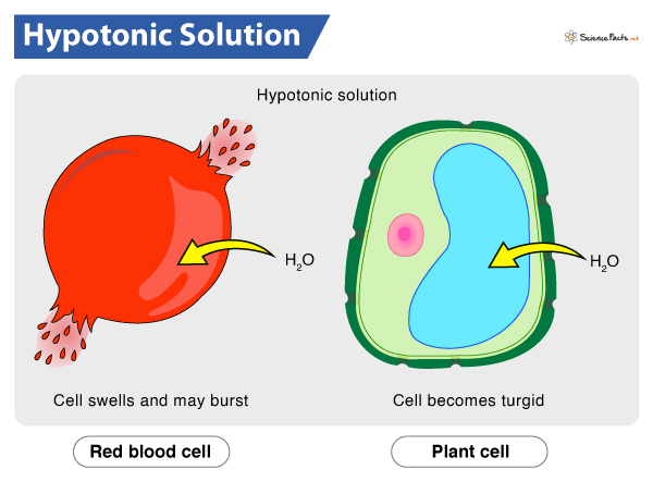 <ul><li><p>water enter the cell by osmosis</p></li><li><p><strong>Animal cells: swell (膨脹) and eventually burst</strong></p><ul><li><p>Example: <strong>haemolysis</strong>: bursting of red blood cells leading to the release of haemoglobin</p></li></ul></li><li><p><strong>Plant cells: turgid (硬漲) and will not burst</strong></p><ul><li><p>Strong and rigid cell wall prevent cells from bursting</p></li><li><p>No more water can enter this plant cell when the cell membrane is pressed firmly against the cell wall</p></li></ul></li></ul><p></p>