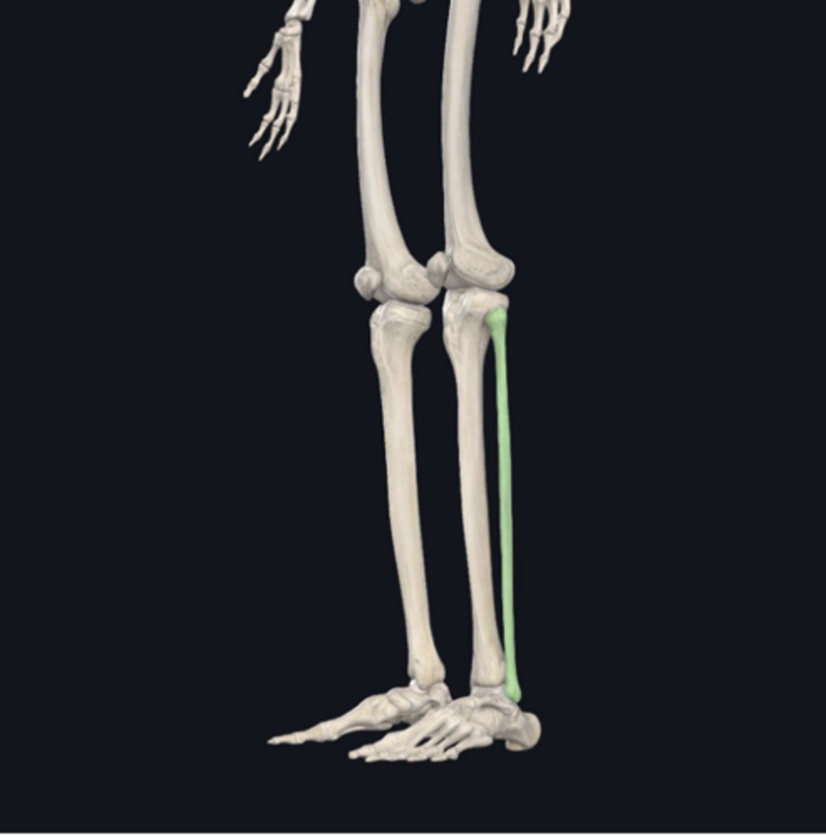 <p>Identify the bone indicated in green. (Free response)</p>