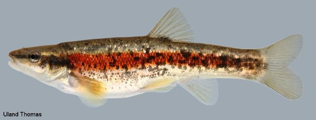 <p>Western Blacknose dace</p>