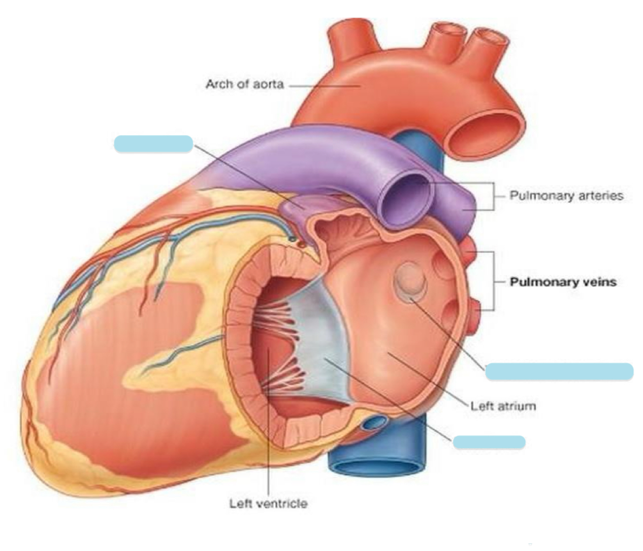 <p>Name the covered parts in the following photo</p>