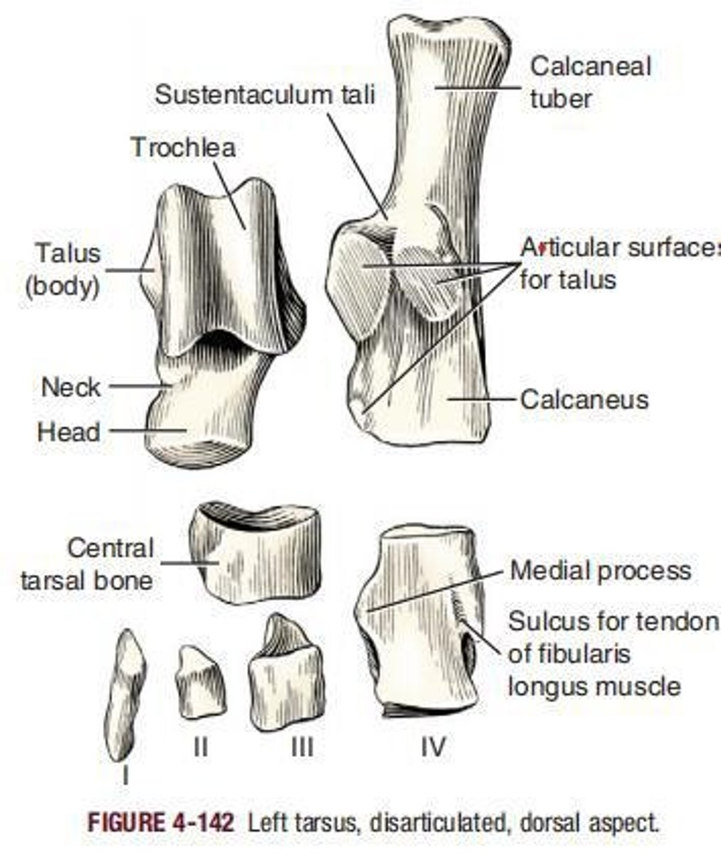 <p>The second largest of the tarsal bones that articulates proximally with the tibia and fibula, distally with the central tarsal, and on the plantar side with the calcaneus.</p>