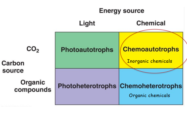 <p>Phototroph- light</p><p>Chemotroph- chemical inorganic or irganic</p><p>heterotroph- organic sources (glucose)</p><p>autotroph- inorganic sources (CO2)</p>