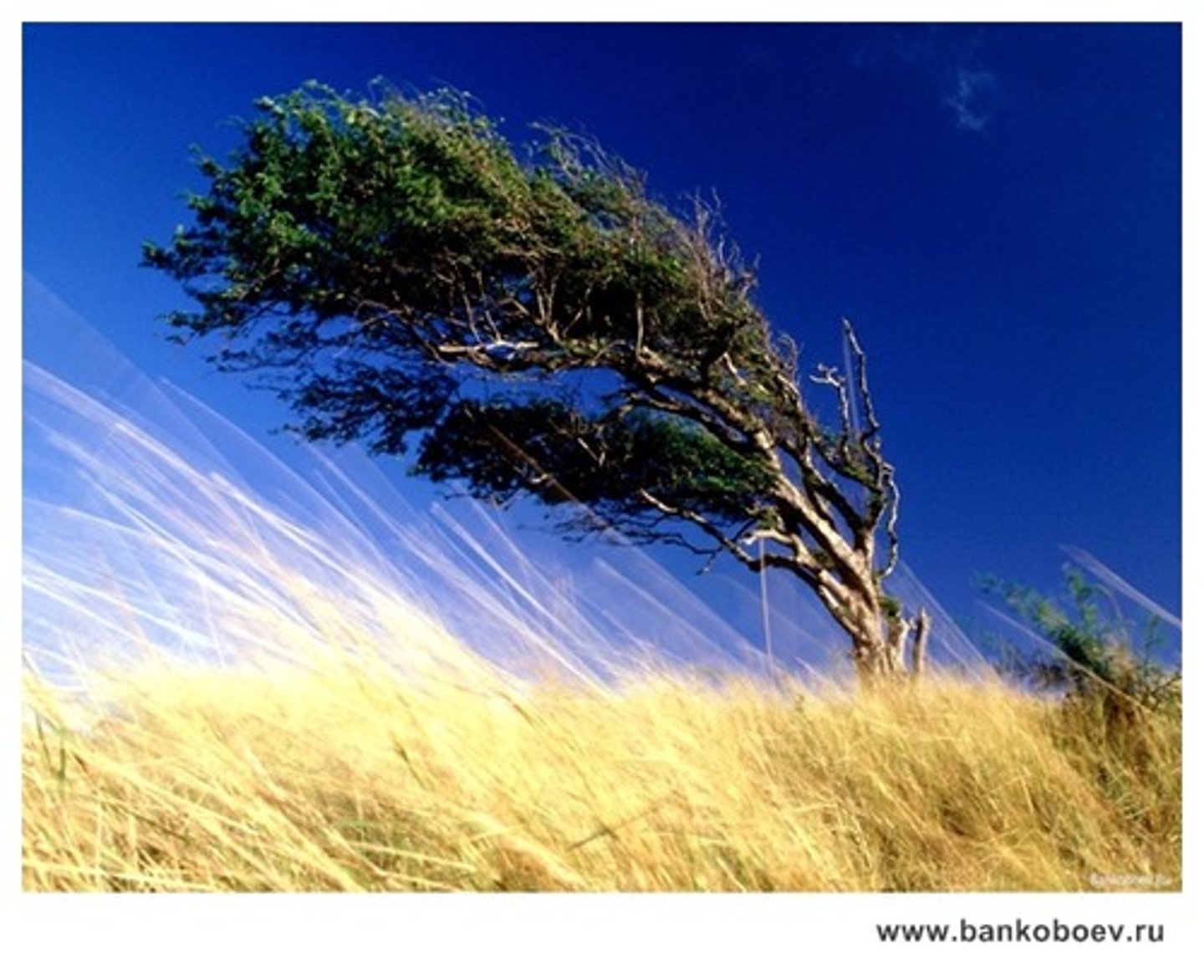 <p>Wind</p>