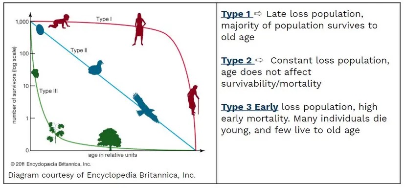 <p>a graph that represents the distinct patterns of species survival as a function of age</p>