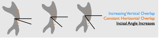 <p>incisal angle increases</p>