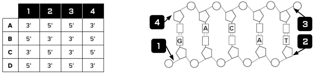 <p><span><span>Which of the following combinations (A-D)  accurately describes the directionality of the double stranded DNA fragment below? Select only </span></span><strong><em>ONE</em></strong><span><span> answer choice.</span></span></p>