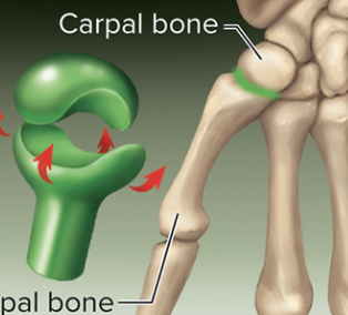 <p> type of synovial joint, opposing surfaces are shaped like a saddle, allowing for movement in two planes, such as flexion, extension, and opposition. </p>